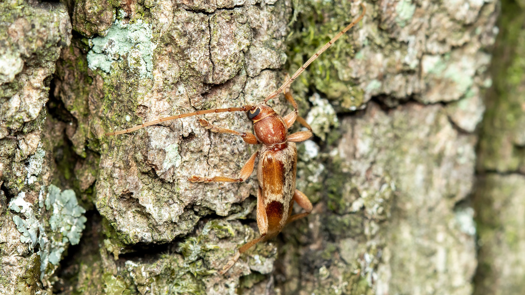 Trichoferus pallidus